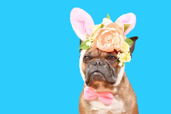French Bulldog Dog Wearing Easter Bunny Costume Ears Headband Rose — Stockfoto