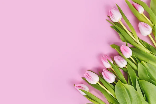 White tulip spring flowers with pink tips in corner of pink background with copy space