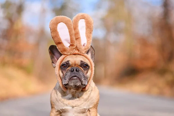 French Bulldog Dog Wearing Easter Bunny Costume Ears Headband — Stock Photo, Image