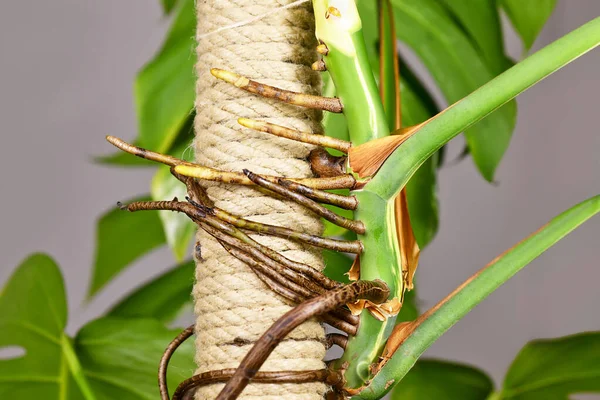 Thick aerial roots of Monstera Deliciosa houseplant attached to climbing pole for support
