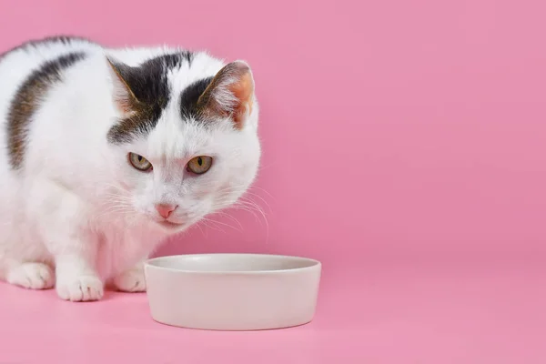 Evropská Krátkosrstá Kočka Přední Části Misky Potravin Růžovém Pozadí Kopírovacím — Stock fotografie