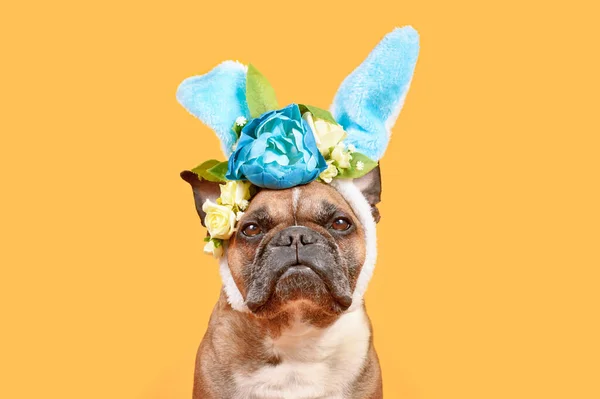 French Bulldog Dog Wearing Easter Bunny Costume Ears Headband Rose — Zdjęcie stockowe