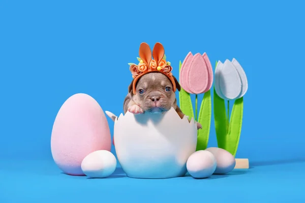 有复活节兔子耳朵的法国斗牛犬小狗坐在蓝色背景的蛋壳里 — 图库照片