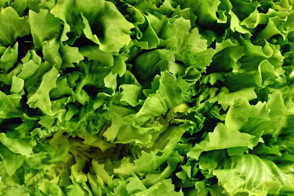 Close Raw Coral Lettuce Frilly Leaves – stockfoto