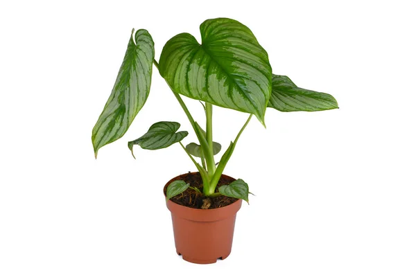 Tropical Potted Philodendron Mamei Houseplant Silver Pattern White Background — Stock Photo, Image