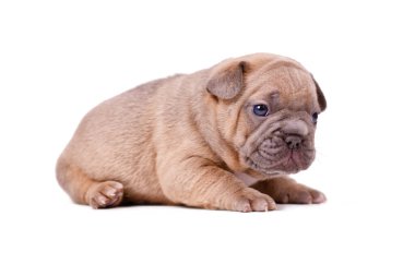 Küçük geyik yavrusu, beyaz arka planda mavi gözlü Fransız Bulldog köpeği yavrusu.