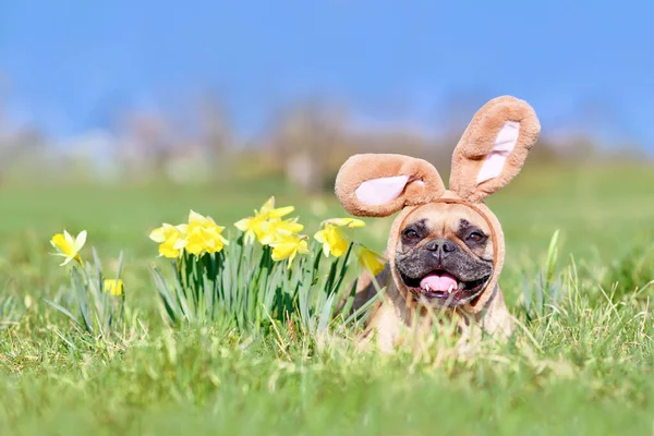 Easter French Bulldog Dog Rabbit Costume Ears Next Daffodil Spring — Stock Photo, Image