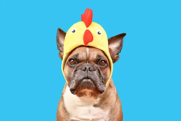 Vicces Francia Bulldog Visel Húsvéti Jelmez Csirke Kalap Kék Háttér — Stock Fotó