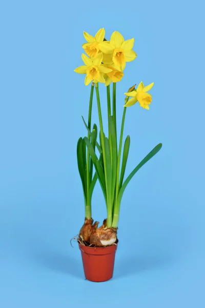 Frühlingsblumenpflanze Narcissus Cyclamineus Auf Blauem Hintergrund — Stockfoto