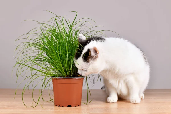 Cat Next Potted Grass Cyperus Zumula Used Cats Help Them — Stock fotografie