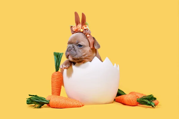 ファンフランスのブルドッグ子犬ともにイースターウサギの耳に座っている卵のシェル上の黄色の背景 — ストック写真