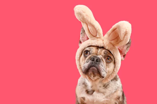 Zabawny Francuski Buldog Noszący Opaskę Easter Bunny Różowym Tle Przestrzenią — Zdjęcie stockowe