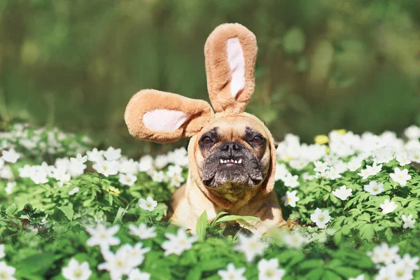 Funny Easter French Bulldog Dog Rabbit Costume Ears Spring Flowers — Stock Fotó