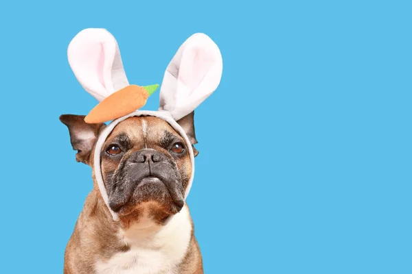 French Bulldog dog wearing Easter bunny costume ears headband on blue background with copy space