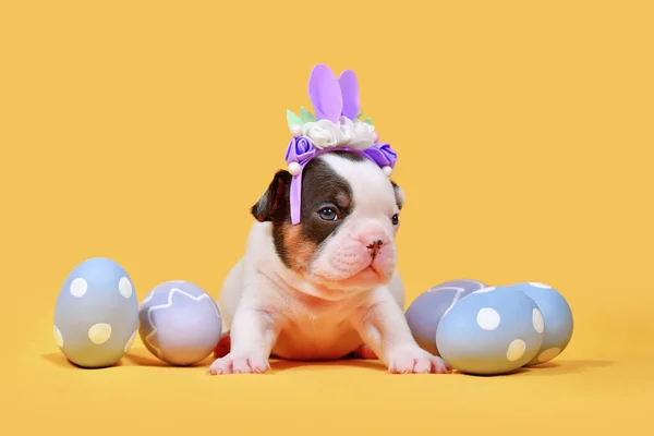 stock image Tan pied French Bulldog dog puppy with Easter bunny ears and eggs on yellow background