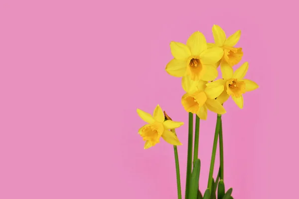 Gelbe Narzisse Clamineus Tete Tete Frühlingsblumen Auf Rosa Hintergrund Mit — Stockfoto