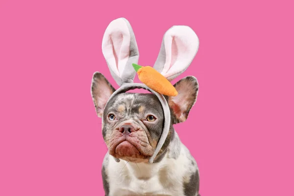 Merle Französische Bulldogge Trägt Osterhasenkostüm Ohren Auf Rosa Hintergrund — Stockfoto