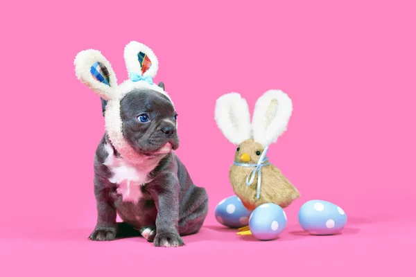 Black French Bulldog Dog Puppy Easter Bunny Ears Pink Background — Stock Photo, Image