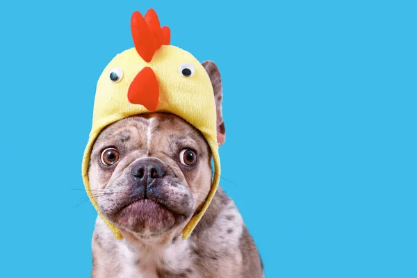 Merle French Bulldog dog wearing Easter costume chicken hat on blue background with copy space
