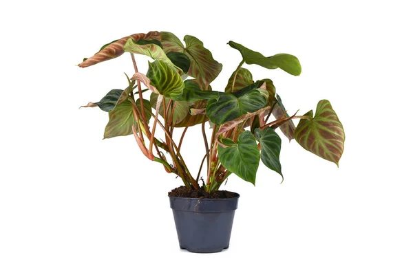 Tropikalna Philodendron Verrucosum Roślina Domowa Ciemnozielonymi Żylastymi Aksamitnymi Liśćmi Doniczce — Zdjęcie stockowe