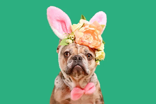 Merle Französische Bulldogge Osterhasenkostüm Ohren Stirnband Mit Rosenblüten Auf Grünem — Stockfoto