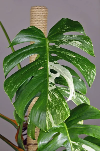 Leaf Tropical Monstera Deliciosa Variegata Houseplant White Spots — ストック写真