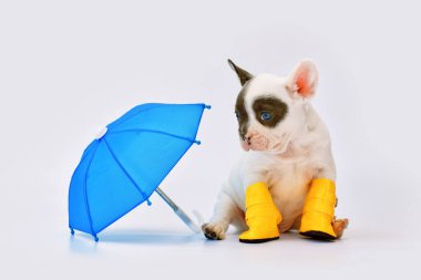 Şemsiyeli ve çizmeli şirin Fransız Bulldog köpeği yavrusu. 