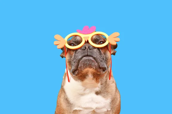 Legrační Francouzský Buldok Pes Nosí Velikonoční Kostým Kuřecí Brýle Modrém — Stock fotografie
