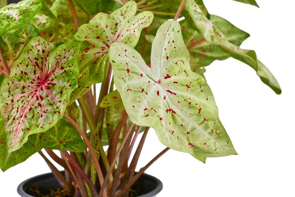 エキゾチックな Caldium Miss Muffet の葉赤い点を持つ観葉植物 — ストック写真