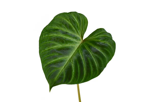葉は熱帯 フィロデンドロン ヴェルコサム の葉で 暗緑色のブドウの葉は白を背景にしています — ストック写真