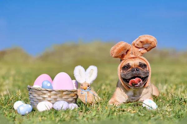 Happy Easter French Bulldog dog with rabbit costume ears next to easter eggs