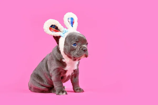 Black French Bulldog Dog Puppy Easter Ears Pink Background Copy — стоковое фото