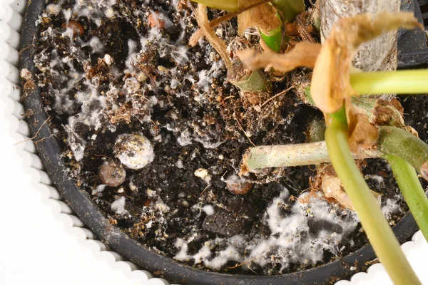 Mold Flower Pot Houseplant Soil — Stok Foto