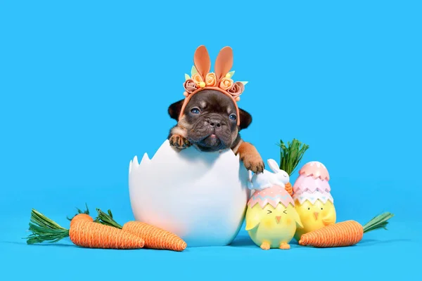 French Bulldog dog puppy with Easter bunny ears sitting in egg shell on blue background