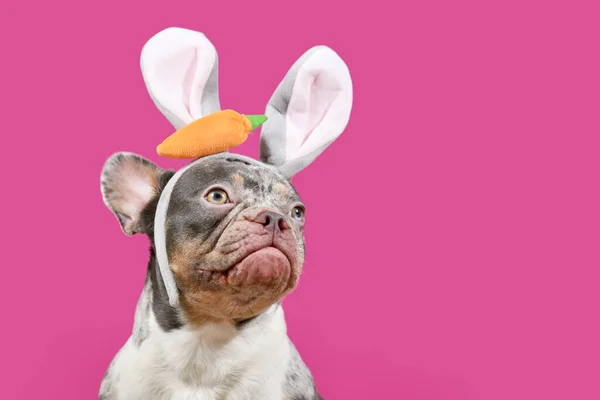 French Bulldog Dog Wearing Easter Bunny Costume Eras Pink Background — Stock Photo, Image