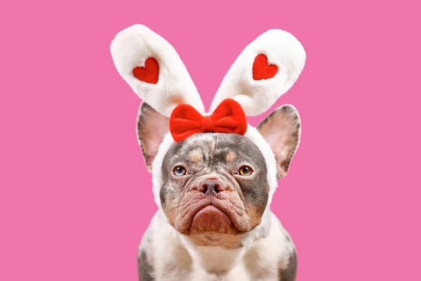 Merle Französische Bulldogge Trägt Osterhasen Stirnband Mit Herzen Auf Rosa — Stockfoto