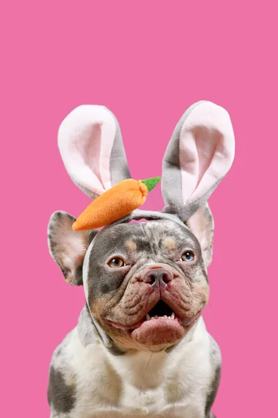 Szczęśliwy Francuski Bulldog Noszenie Easter Bunny Kostiumy Epoki Różowym Tle — Zdjęcie stockowe