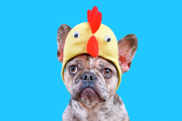 Francia Bulldog Visel Húsvéti Jelmez Csirke Kalap Kék Háttér — Stock Fotó