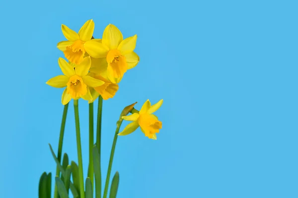 黄色のナルシス クラミナス Tete Tete 春の花を青の背景にコピースペースで — ストック写真