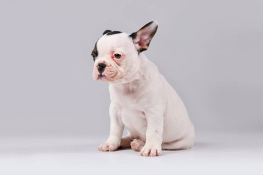 Tan pied French Bulldog köpek yavrusu beyaz arka planda oturuyor