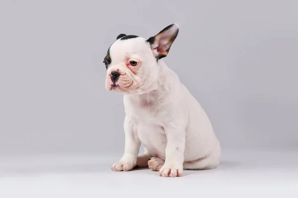 Tan pied French Bulldog dog puppy sitting on white background