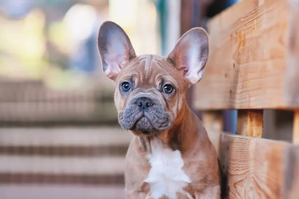 Retrato Cachorro Bulldog Francés Azul Cervatillo Rojo Meses Edad — Foto de Stock