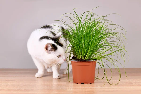 鉢植えの草の横にある猫の毛玉を投げるのを助けるために猫に使用される キプロスZ造山 — ストック写真