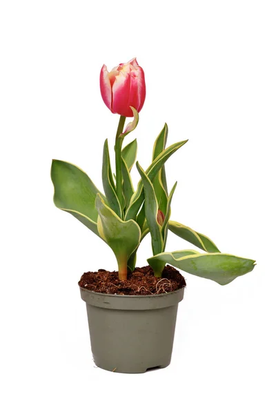 Różowy Tulipa Red Sparks Toplips Tulipan Różowym Kolorze Białe Końcówki — Zdjęcie stockowe