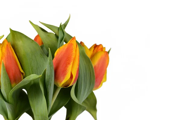 Zweifarbige Orange Und Gelbe Tulipa Flair Tulpe Auf Weißem Hintergrund — Stockfoto
