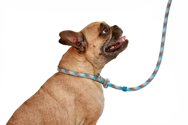 Fawn Fransız Bulldog Köpeği Mavi Köpek Tasması Beyaz Arka Planda — Stok fotoğraf