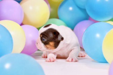 Renkli balonlar arasında 3 haftalık fareli köylü ve bronzlaşmış Fransız Bulldog yavrusu.