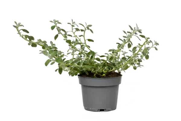 Planta Vaso Helichrysum Petiolare Sobre Fundo Branco — Fotografia de Stock
