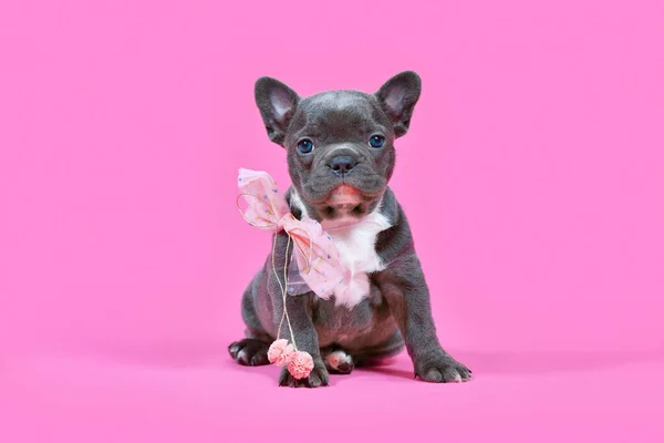 French Bulldog dog puppy with pink ribbon