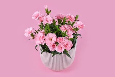 Pembe arka planda saksıda güzel pembe Dianthus çiçekleri